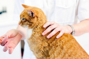 Jak kot może dostać się do robaka, jak leczyć pasożyty? Jak kot może dostać się do robaka, jak leczyć pasożyty?